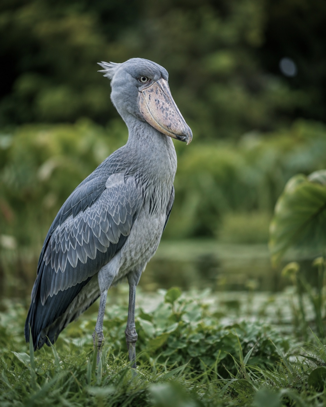 ハシビロコウ（Shoebill）